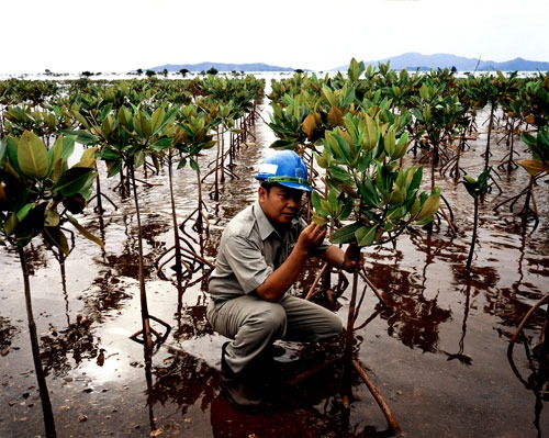Mangrove Trees for Reforestation Program