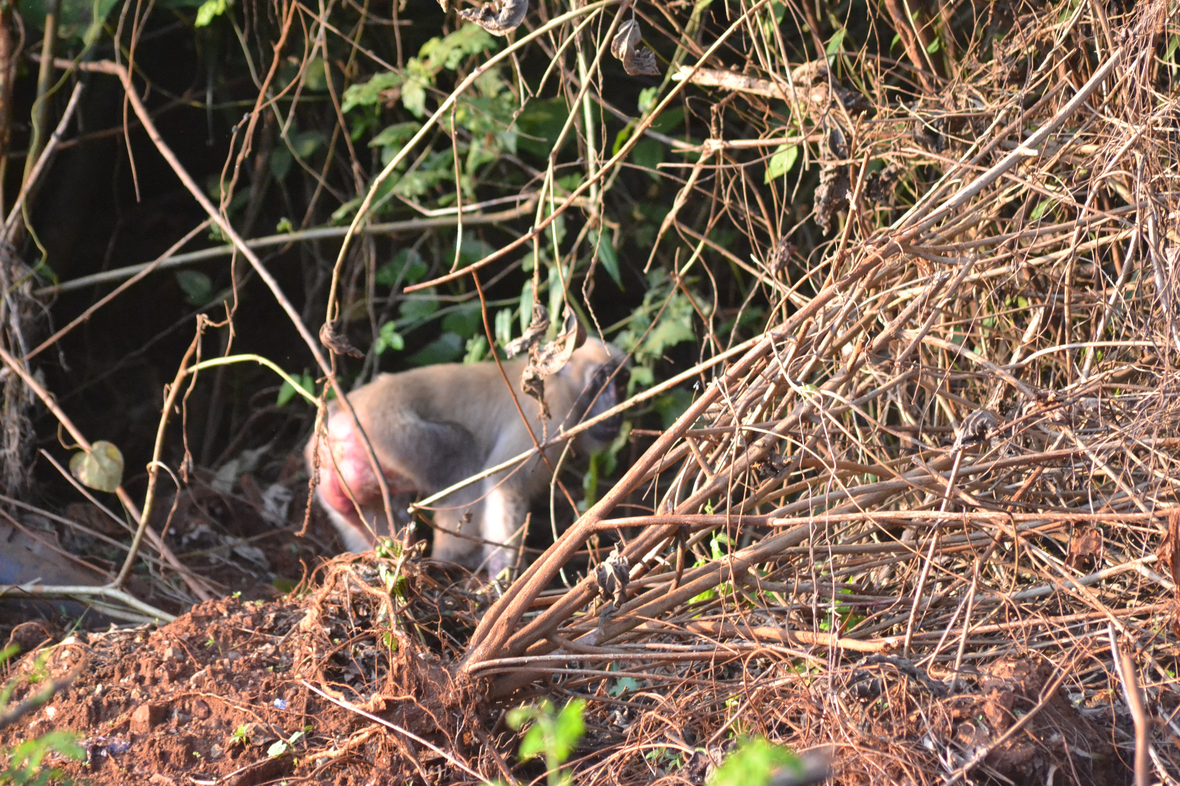 ANTAM Through the Kolaka Nickel Mining Business Unit is Committed to Protecting the Environment